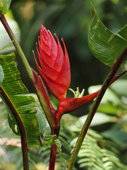 Heliconia lankesteri image