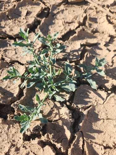 Seaside Heliotrope foliage