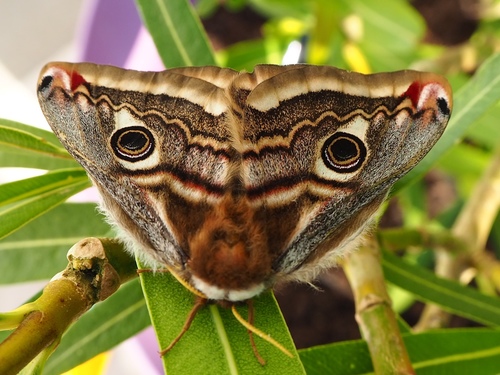 Small Emperor Moth