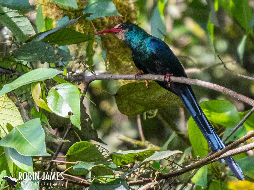 White-headed Woodhoopoe photo