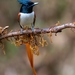 Indian Paradise-Flycatcher (Indian) - Photo (c) Saswat Mishra, all rights reserved, uploaded by Saswat Mishra