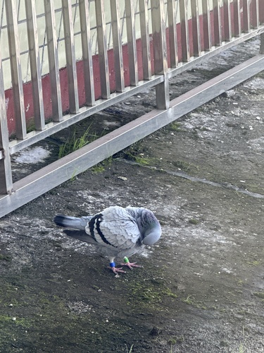 Feral Pigeon