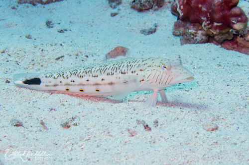 Spotted Sandperch