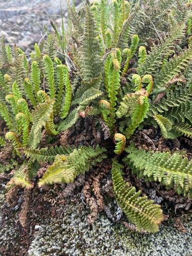 fragrant wood fern