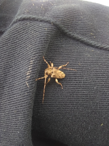 Nealcidion strigilis · iNaturalist Ecuador