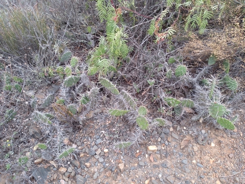 Opuntia quitensis
