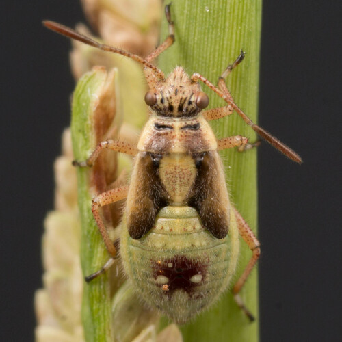 Hyaline Grass Bug