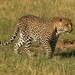 Leopardo Africano - Photo (c) Michael Gallo, todos los derechos reservados, subido por Michael Gallo