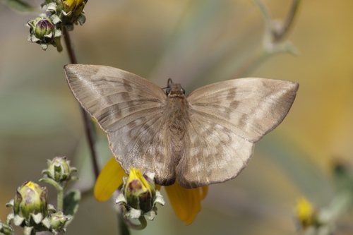 Pale Sicklewing