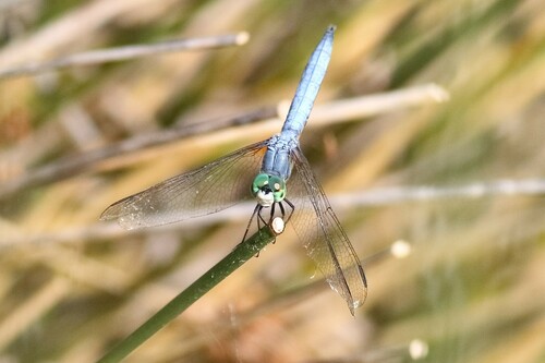 iNaturalist observation photo of Blue Dasher
