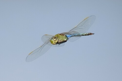iNaturalist observation photo of Common Green Darner