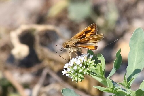 iNaturalist observation photo of Fiery Skipper