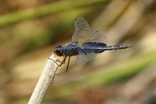 iNaturalist observation photo of Black Saddlebags