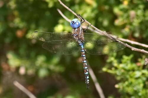 iNaturalist observation photo of Blue-eyed Darner