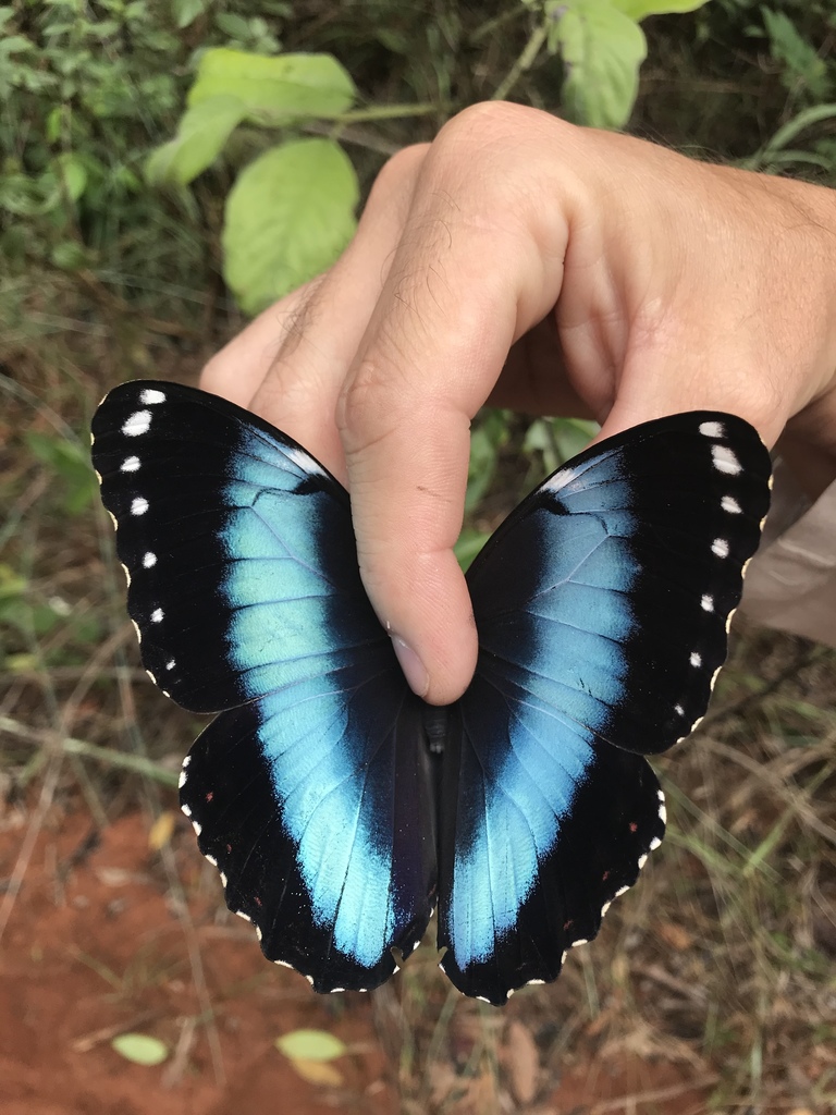 Morpho helenor achillides from Jardim Botanico, Brasília, DF, BR on