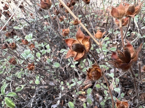 Hoary Rock-rose