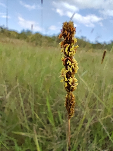 Eriochrysis cayennensis
