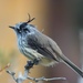 Tufted Tit-Tyrant - Photo (c) rdwilcox51, all rights reserved, uploaded by rdwilcox51
