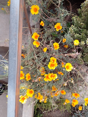 California poppy