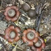 Geastrum javanicum - Photo (c) Daniel Garrigues, todos los derechos reservados, subido por Daniel Garrigues