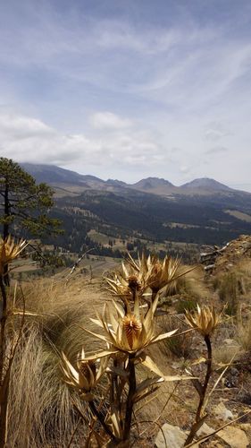 Mexican Sea holly