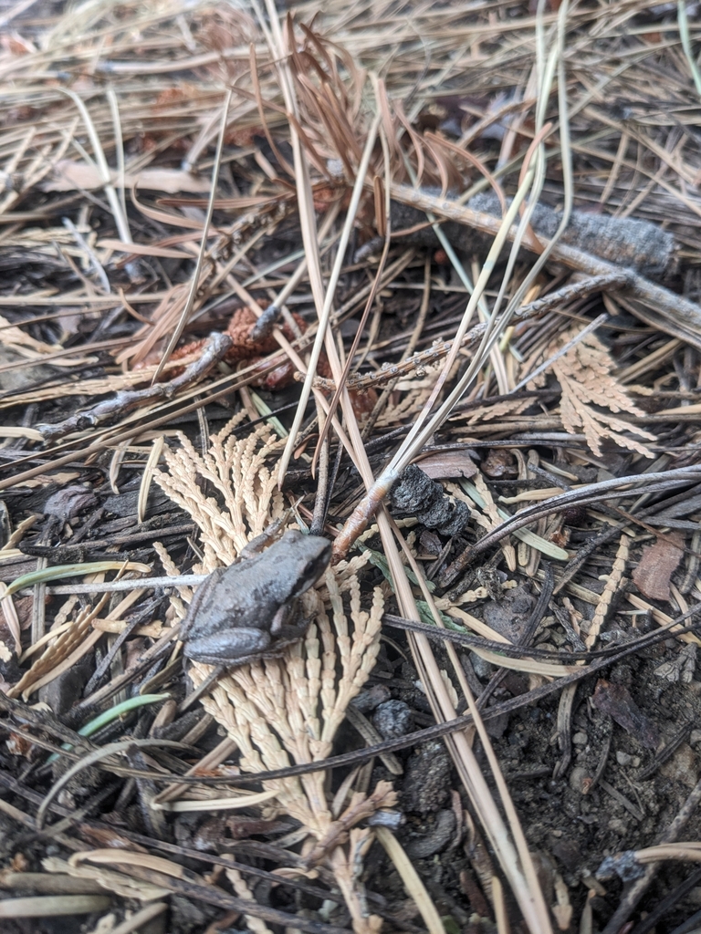 Sierran Tree Frog from Placer County, US-CA, US on November 2, 2023 at ...