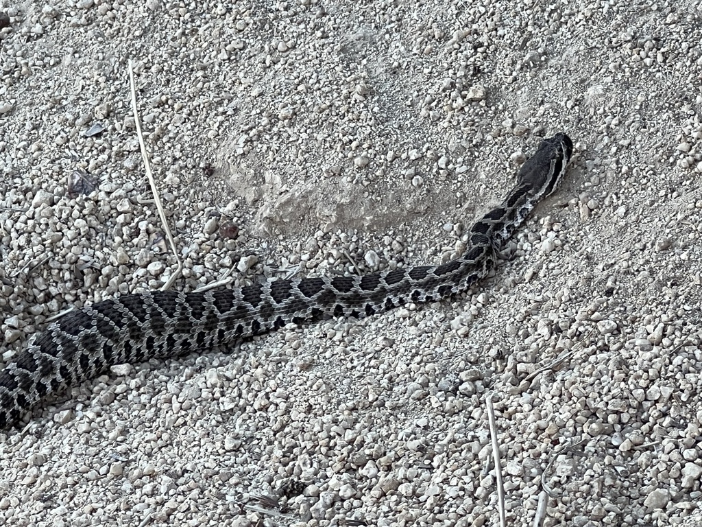 Southern Pacific Rattlesnake from Griffith Park, Los Angeles, CA, US on