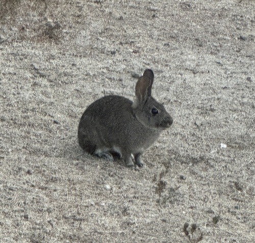iNaturalist observation photo of Brush Rabbit