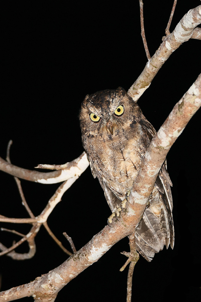 Sangihe Scops-Owl photo