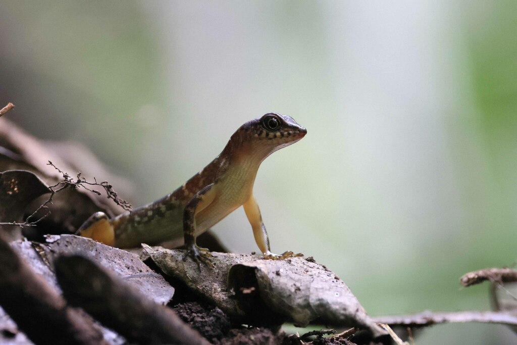 Sphenomorphus variegatus from Sangihe Islands Regency, North Sulawesi ...