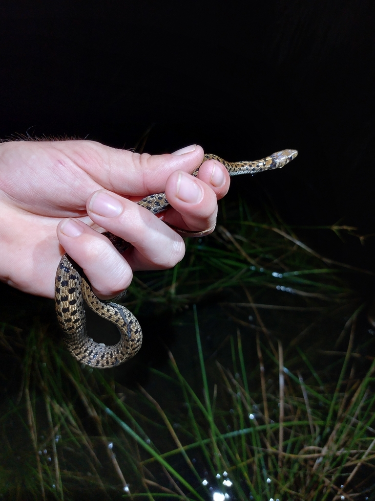 Checkered Garter Snake from Belize, BZ on November 2, 2023 at 08:17 PM ...