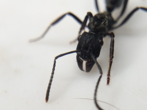 Ectatomma permagnumEctatomma permagnum