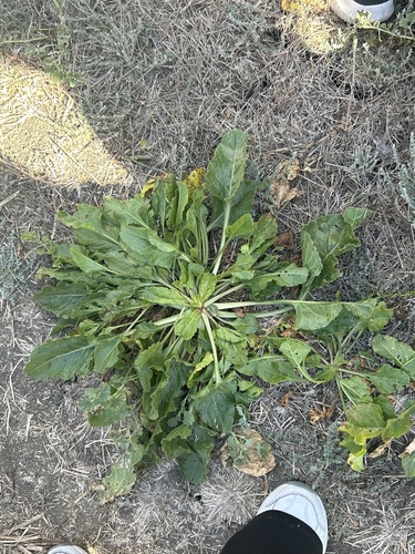 iNaturalist observation photo of mustard family