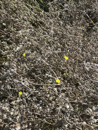 iNaturalist observation photo of bristly oxtongue