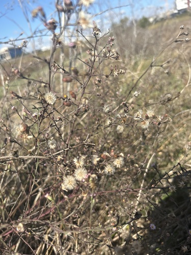 iNaturalist observation photo of annual saltmarsh aster