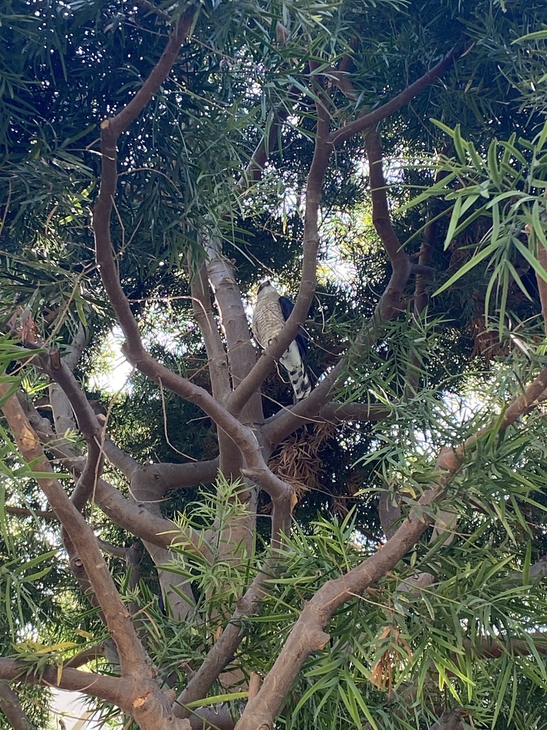 Cooper s Hawk From Michelson Dr Irvine CA US On July 10 2023 At 10 cooper-s-hawk-from-michelson-dr-irvine-ca-us-on-july-10-2023-at-10