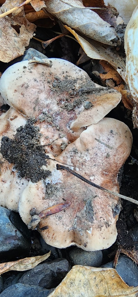 Tricholoma populinum from Union County, OR, USA on October 30, 2023 at ...