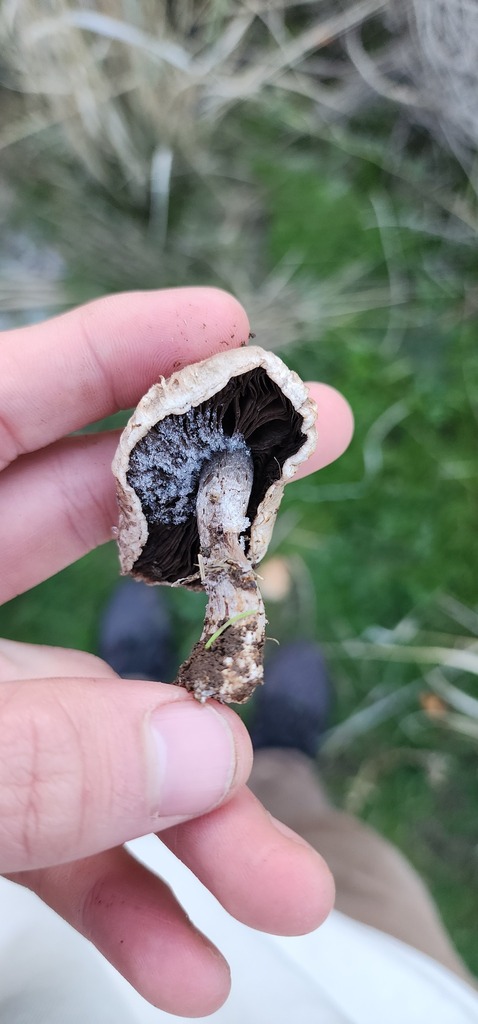 field and button mushrooms from Union County, OR, USA on October 30 ...