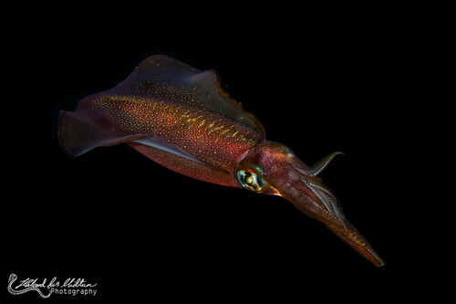 Bigfin Reef Squid — seen at this dive site