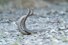 Levantine Viper