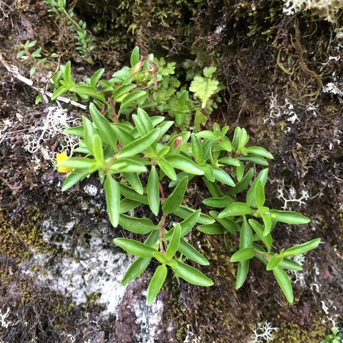 Azorean Loosestrife