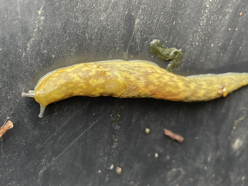 Green Cellar Slug