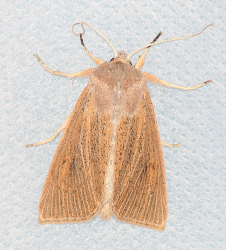 Large Wainscot Moth