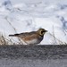 Northern American Horned Lark - Photo (c) Neil Vinson, all rights reserved, uploaded by Neil Vinson