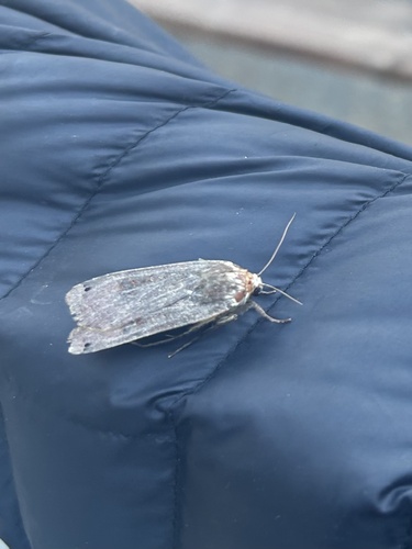 iNaturalist observation photo of Large Yellow Underwing
