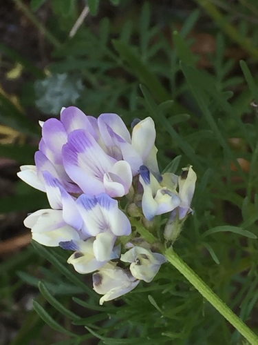 Astragalus nuttallianus var. macilentus