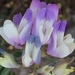 Astragalus - Photo (c) Frances, todos los derechos reservados, subido por Frances