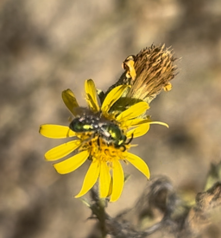 iNaturalist observation photo of Peridot Sweat Bee
