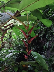 Heliconia colgantea image