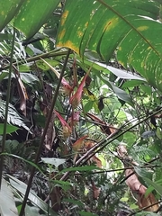 Heliconia colgantea image